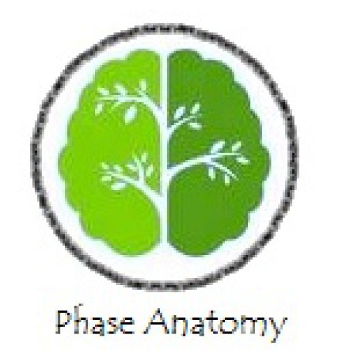 Phase Anatomy